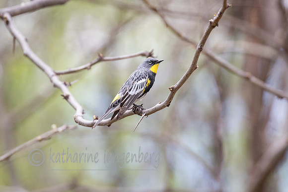 Audubon Warbler, Yellow-rumped