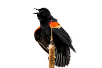 Redwing Blackbird (m)