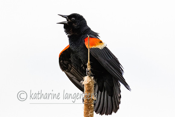 Redwing Blackbird (m)