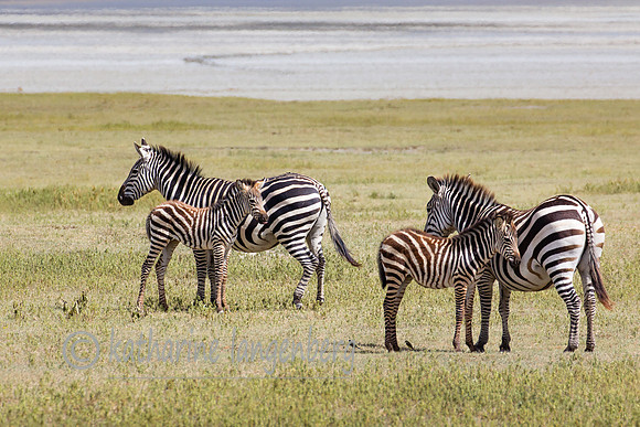 Zebras of the Ngorongora Crater