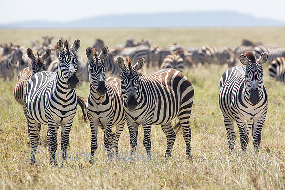 Zebras of the Serengeti