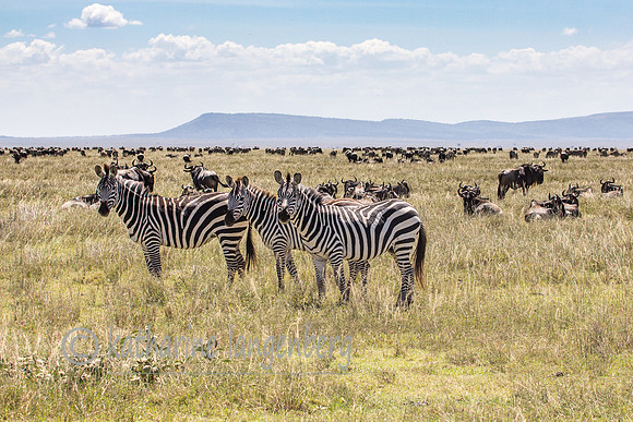 Zebras waiting for migration to begin