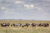 Zebras and Wildebeest beginning the migration