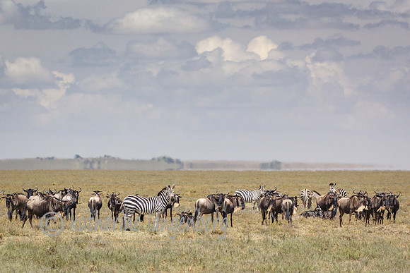 Zebras and Wildebeest beginning the migration