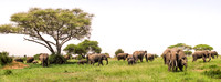 Elephant Herd