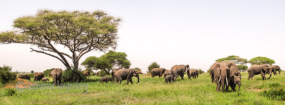 Elephant Herd