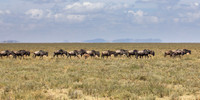 Great Migration gathering in Southern Serengeti