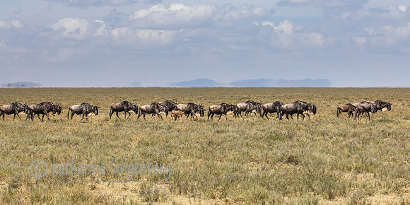 Great Migration gathering in Southern Serengeti