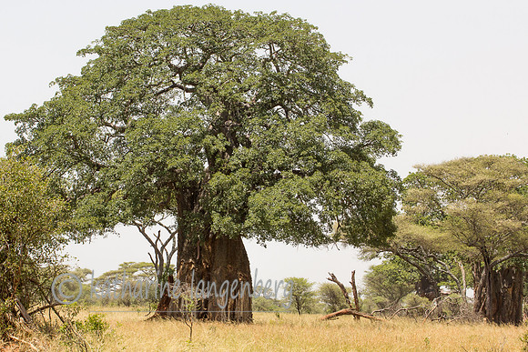Baobab Tree from Serengeti National Park