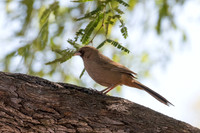 Albert's Towhee