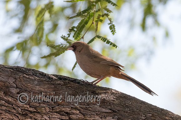 Albert's Towhee