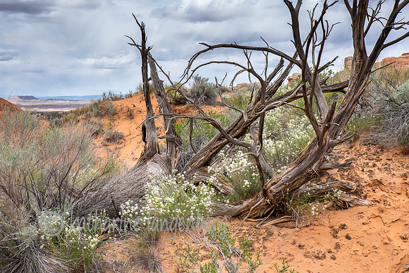 Desert wildflowers and snags