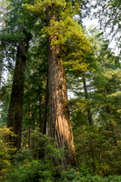 Redwood National Park, California