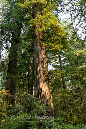 Redwood National Park, California