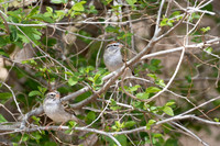 White-throated Sparrow