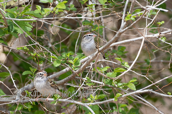 White-throated Sparrow