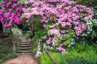 Rhododendron garden