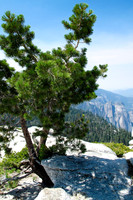 Lone tree and granite