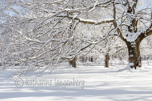 Snowfall and shadows, Drumlin Farm, MA