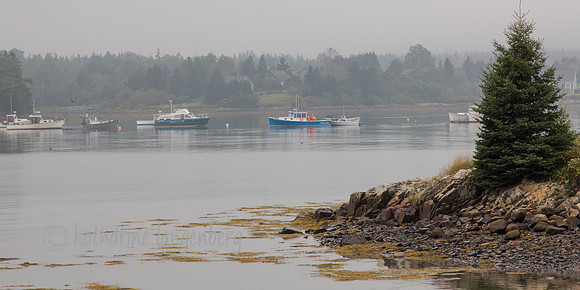 Bass Harbor fog