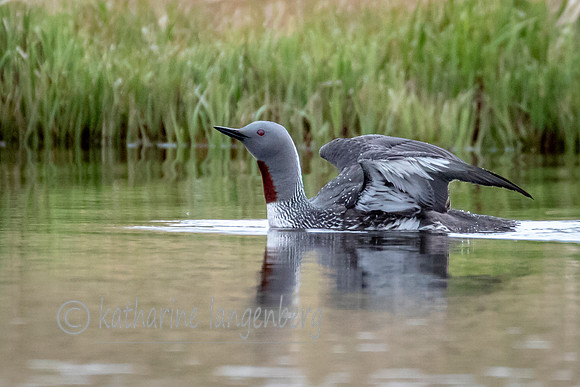 Red-throated Diver (Loon)