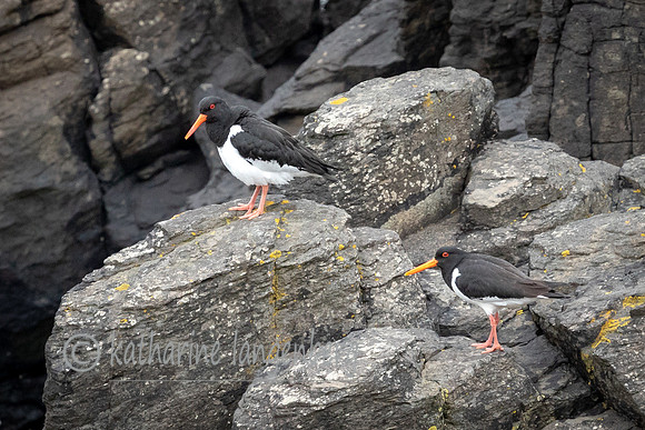 Eurasian Oystercatcher