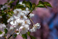 Cherry Blossom