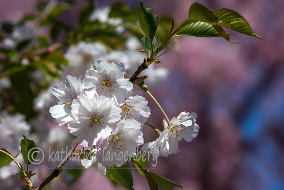 Cherry Blossom