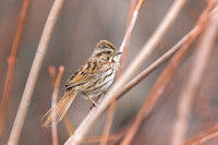 Sparrow