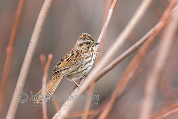 Sparrow
