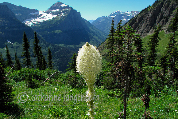 beargrass and mountains, Glacier National Park, MT