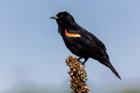 Redwing Blackbird (m)