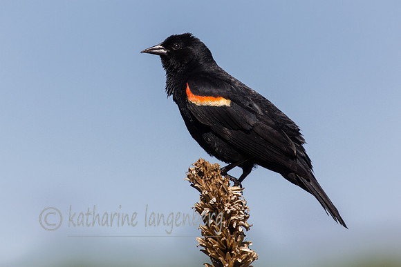 Redwing Blackbird (m)