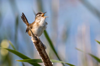 Marsh Wren
