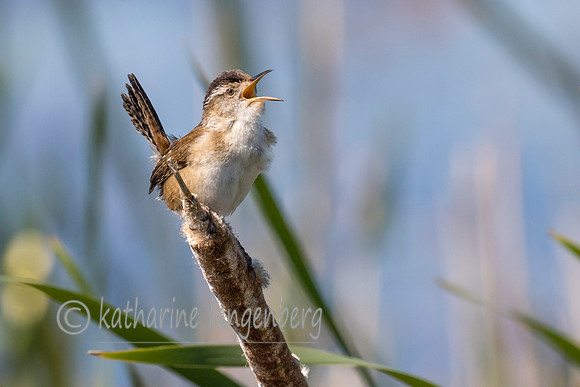 Marsh Wren