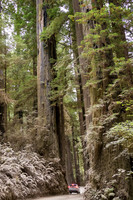 Jedediah Smith Redwood State Park, California