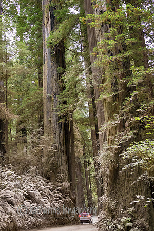 Jedediah Smith Redwood State Park, California