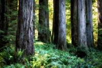 Stately redwoods, Redwood National Park, California