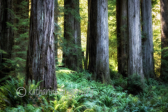 Stately redwoods, Redwood National Park, California