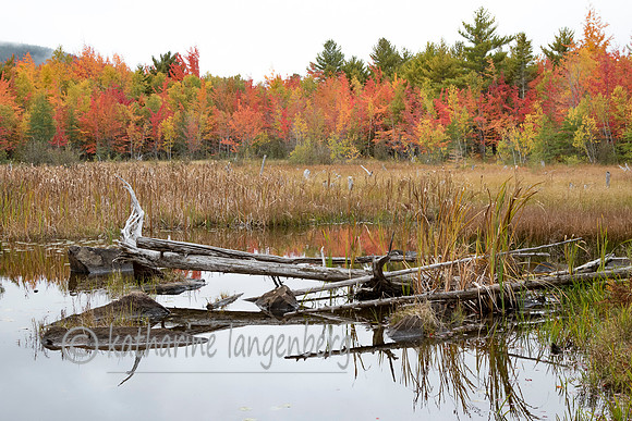 Fall beauty, ANP
