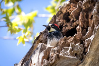 Acorn Woodpecker