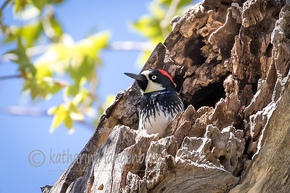 Acorn Woodpecker