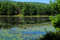 Water lilies, Acadia National Park, Maine