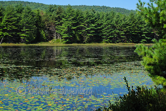 Water lilies, Acadia National Park, Maine