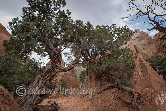 Devils Garden Trail