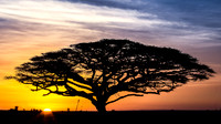 Landscapes