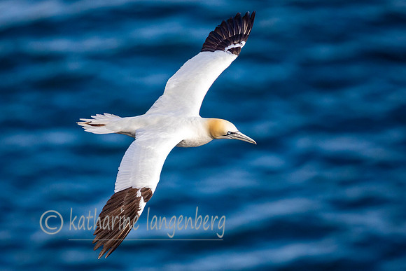 Northern Gannet
