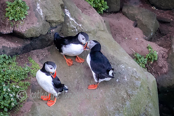 Atlantic Puffins