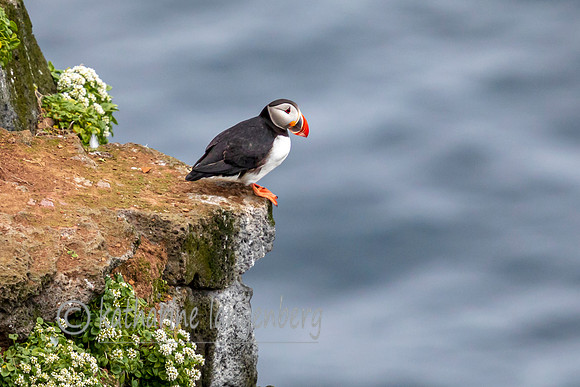 Atlantic Puffins