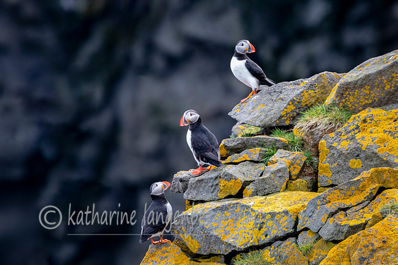 Atlantic Puffins
